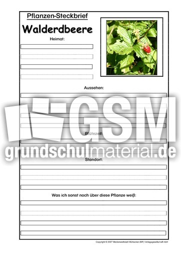 Pflanzensteckbrief-Walderdbeere.pdf